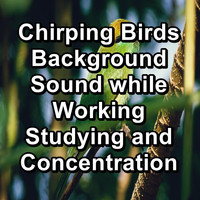 Spa & Spa - Chirping Birds  Background Sound while Working Studying and Concentration