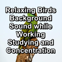 Yoga Flow - Relaxing Birds Background Sound while Working Studying and Concentration