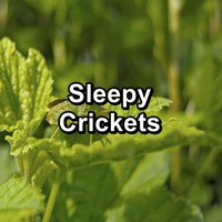 Crickets - Tinnitus Sleep Solution - Sleepy Crickets