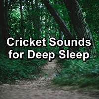 Sleep Crickets - Cricket Sounds for Deep Sleep