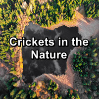 Crickets - Tinnitus Sleep Solution - Crickets in the Nature