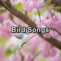 Nature Bird Sounds - Bird Songs