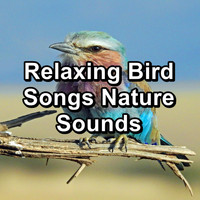 Relax Bird Sounds - Relaxing Bird Songs Nature Sounds