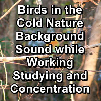 Singing Birds - Birds in the Cold Nature Background Sound while Working Studying and Concentration