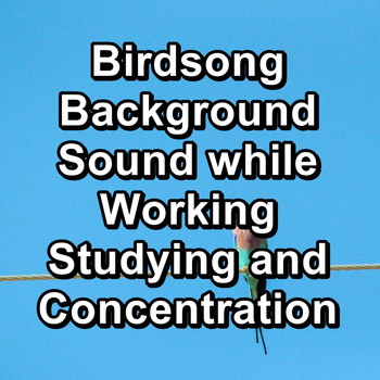 Birds - Birdsong Background Sound while Working Studying and Concentration