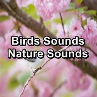 Nature - Birds Sounds Nature Sounds