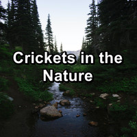 Sleep Crickets - Crickets in the Nature