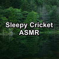 Crickets - Sleepy Cricket ASMR