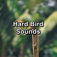 Nature Bird Sounds - Hard Bird Sounds