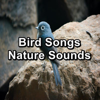 Animal and Bird Songs - Bird Songs Nature Sounds