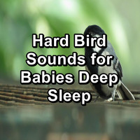 Bird - Hard Bird Sounds for Babies Deep Sleep