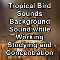 Animal and Bird Songs - Tropical Bird Sounds Background Sound while Working Studying and Concentration