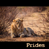 Prodigal Puffins / - Prides