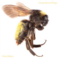 Chris Pellnat - Honey Venom Wings