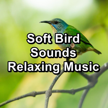 Sounds and Birds Song - Soft Bird Sounds Relaxing Music