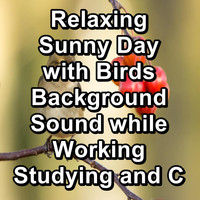 Singing Birds - Relaxing Sunny Day with Birds Background Sound while Working Studying and Concentration