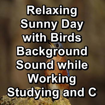 Sleep - Relaxing Sunny Day with Birds Background Sound while Working Studying and Concentration