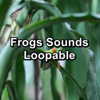 Organic Nature Sounds - Frogs Sounds Loopable