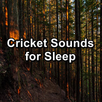Crickets - Cricket Sounds for Sleep
