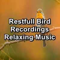 Bird Sounds 2016 - Restfull Bird Recordings Relaxing Music