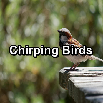Sounds and Birds Song - Chirping Birds