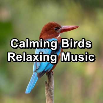 Animal and Bird Songs - Calming Birds Relaxing Music