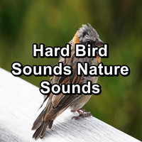 Loopable Birds - Hard Bird Sounds Nature Sounds