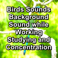 Bird - Birds Sounds Background Sound while Working Studying and Concentration