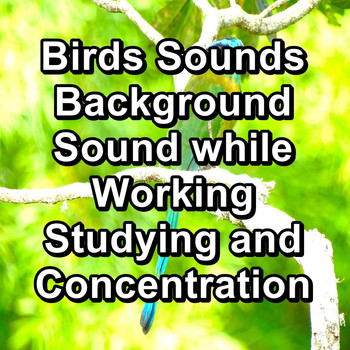 Bird - Birds Sounds Background Sound while Working Studying and Concentration