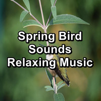 Nature Sounds for Sleep and Relaxation - Spring Bird Sounds Relaxing Music