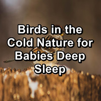 Rain - Birds in the Cold Nature for Babies Deep Sleep