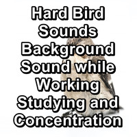 Rain Meditation - Hard Bird Sounds Background Sound while Working Studying and Concentration