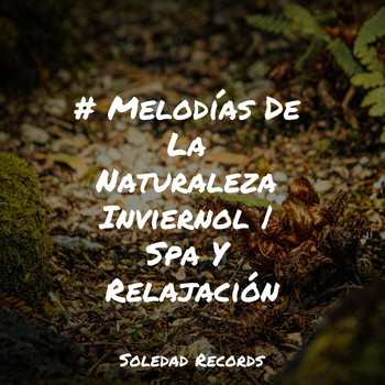 Relajación Meditar Academie, Música para Massagem Especialistas, Sons da Natureza Relax - # Melodías De La Naturaleza Inviernol | Spa Y Relajación