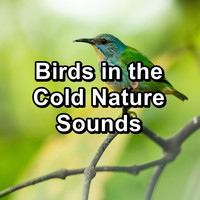 Nature Bird Sounds - Birds in the Cold Nature Sounds