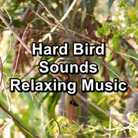 Calming Bird Sounds - Hard Bird Sounds Relaxing Music