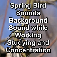 Animal and Bird Songs - Spring Bird Sounds Background Sound while Working Studying and Concentration