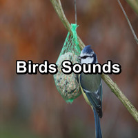 Singing Birds - Birds Sounds