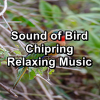 Nature - Sound of Bird Chipring Relaxing Music