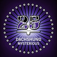 Dachshund - Mysterious