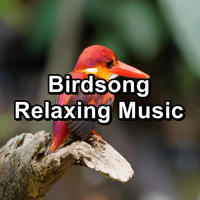 Nature Bird Sounds - Birdsong Relaxing Music