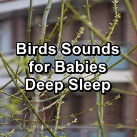 Calming Bird Sounds - Birds Sounds for Babies Deep Sleep