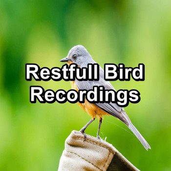 Singing Birds - Restfull Bird Recordings