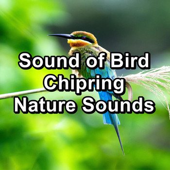 Birds - Sound of Bird Chipring Nature Sounds