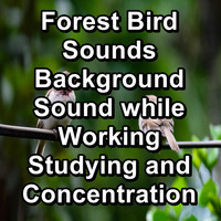 Singing Birds - Forest Bird Sounds Background Sound while Working Studying and Concentration