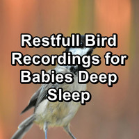 Animal and Bird Songs - Restfull Bird Recordings for Babies Deep Sleep