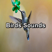 Spa & Spa - Birds Sounds