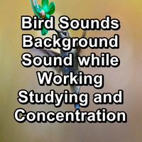 Yoga & Meditation - Bird Sounds Background Sound while Working Studying and Concentration