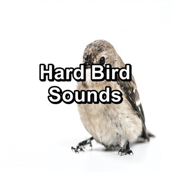 Sleep - Hard Bird Sounds