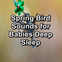 Calming Bird Sounds - Spring Bird Sounds for Babies Deep Sleep