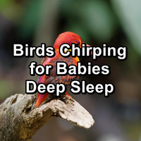 Loopable Birds - Birds Chirping for Babies Deep Sleep